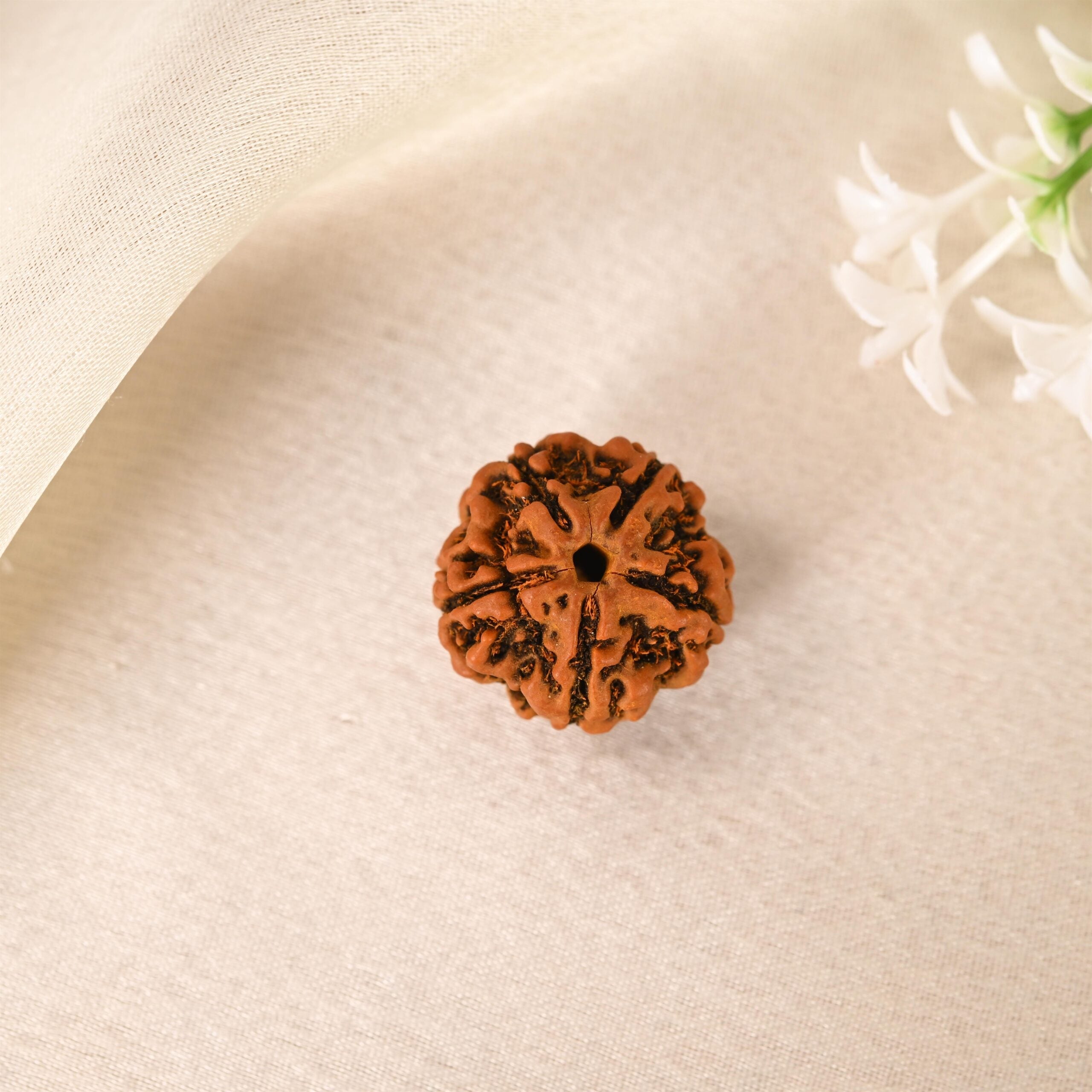 5 Face Rudraksha